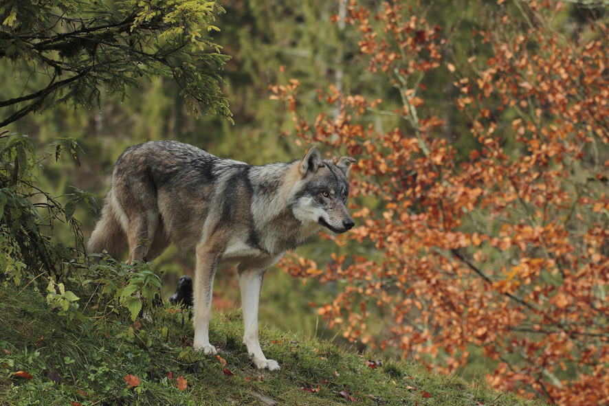 Stellungnahme des Naturschutzbundes OÖ zu Wolfssichtungen